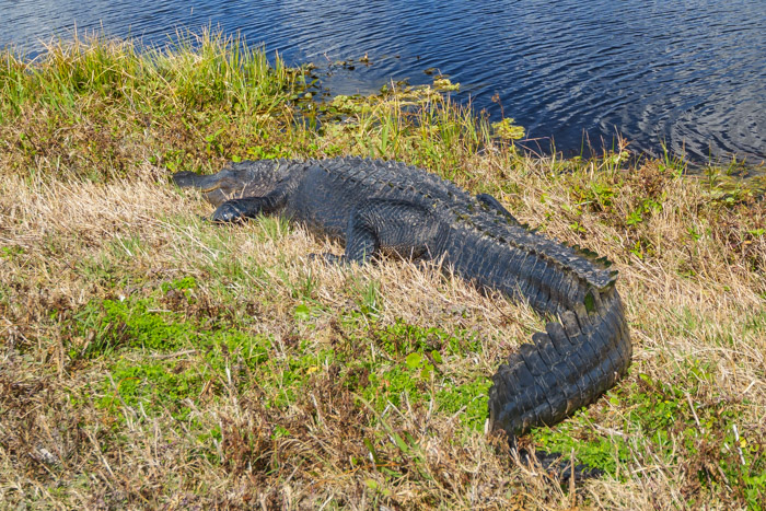 very large aligator at the Apopka Wildlife Drive